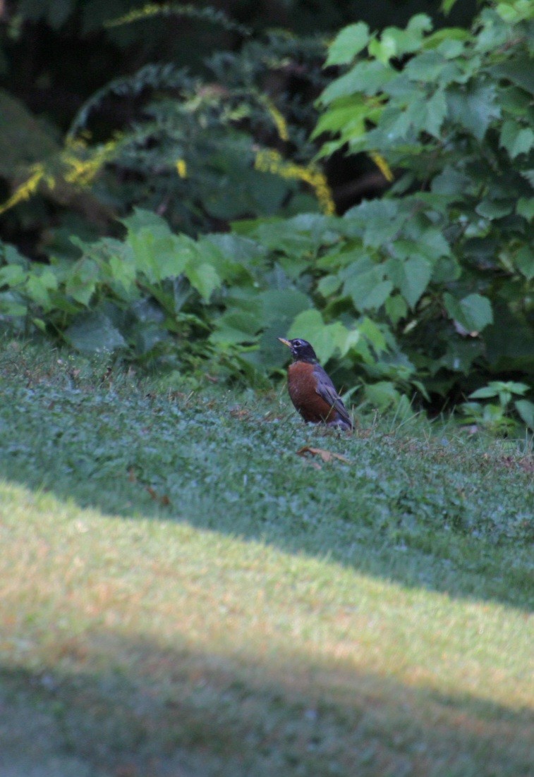 American Robin - ML623759450