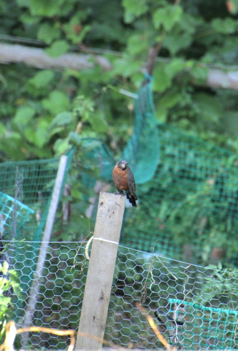 American Robin - ML623759451