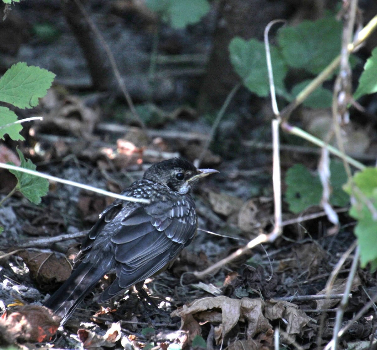 American Robin - ML623759452