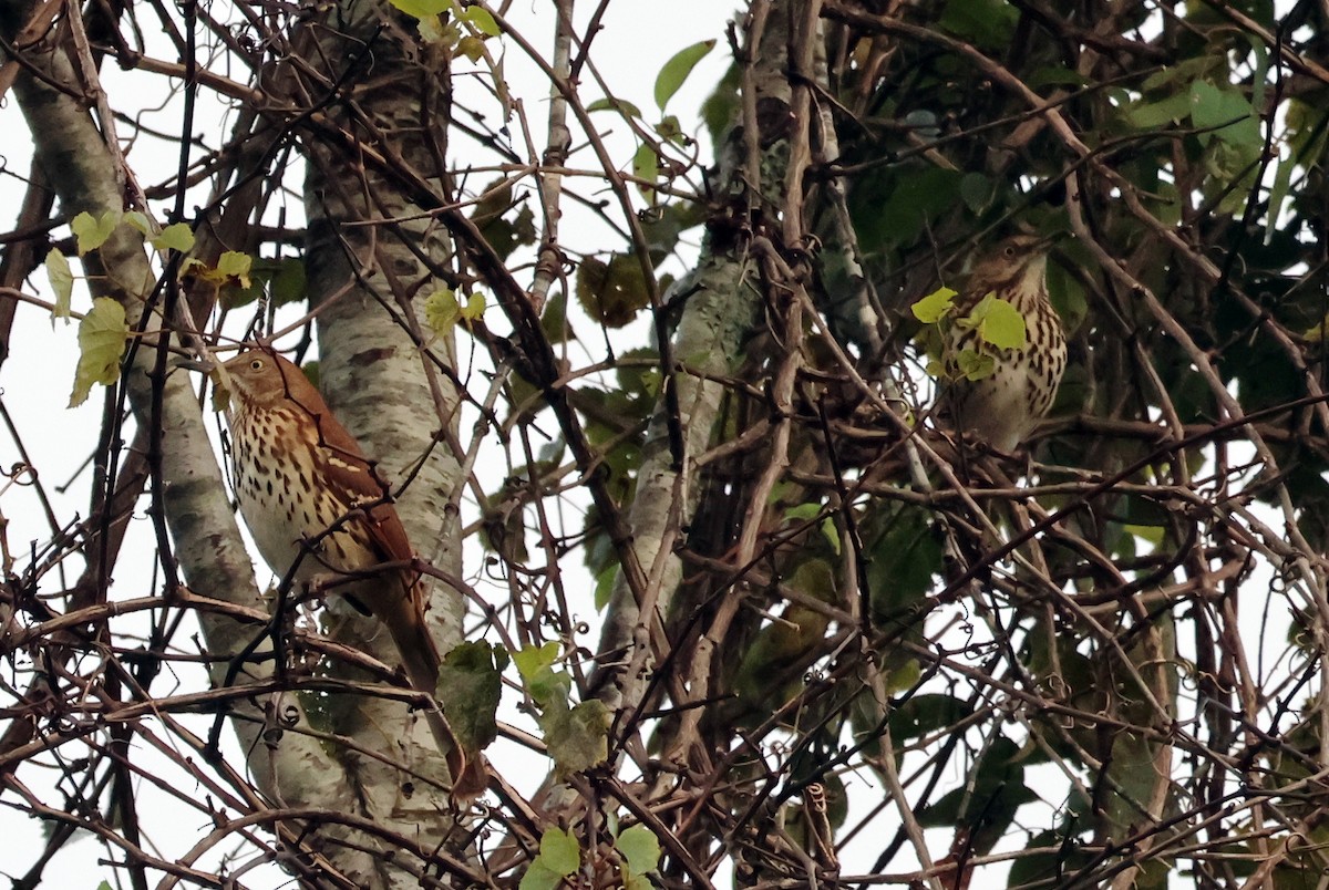 Brown Thrasher - ML623759458