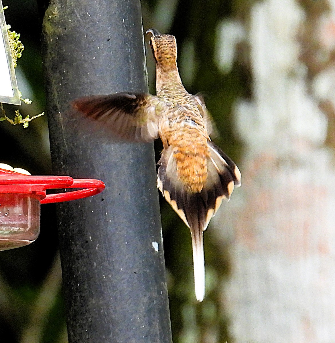 Long-billed Hermit - ML623759462