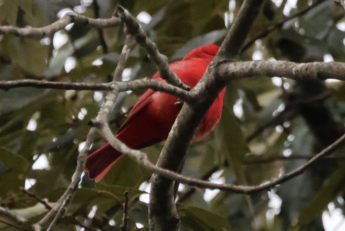 Summer Tanager - ML623759469