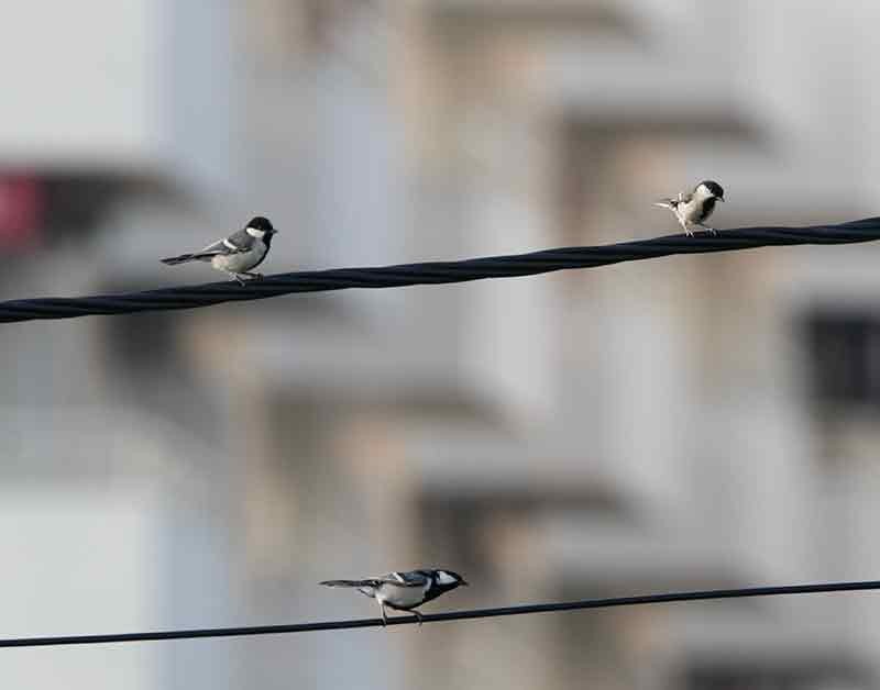 Cinereous Tit - Supriya Kulkarni