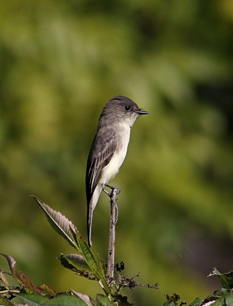 Eastern Phoebe - ML623759485