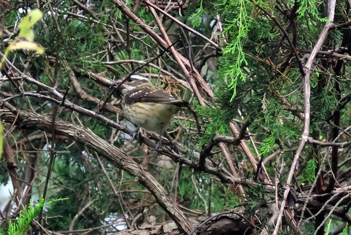 Rose-breasted Grosbeak - ML623759487