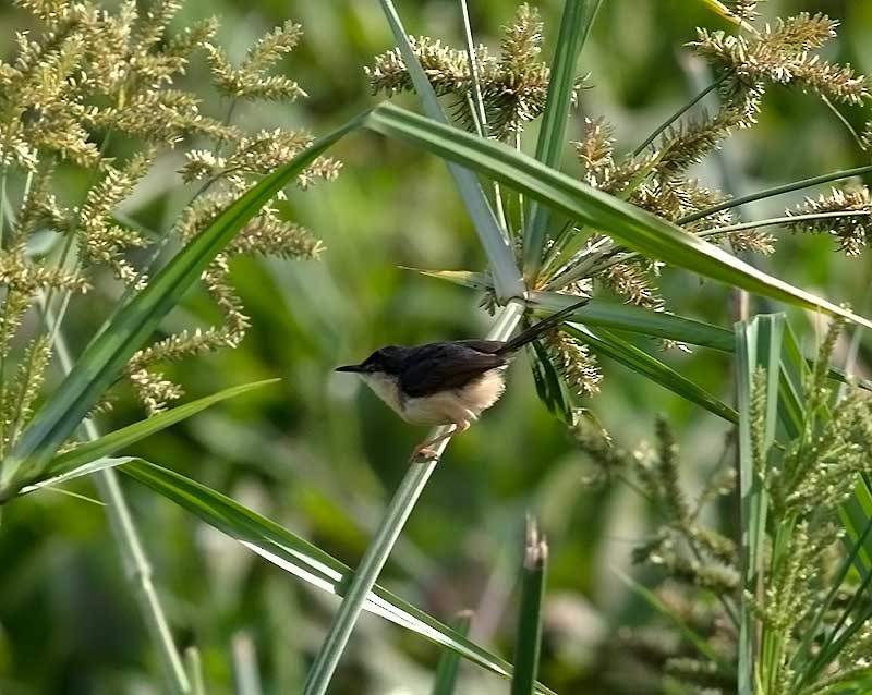 Ashy Prinia - ML623759499