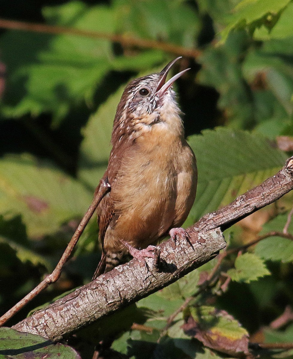 Carolina Wren - ML623759524