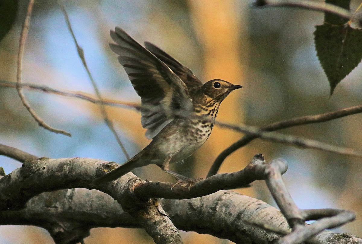 Swainson's Thrush - ML623759537