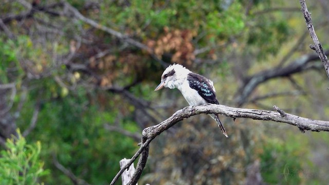 Laughing Kookaburra - ML623759539