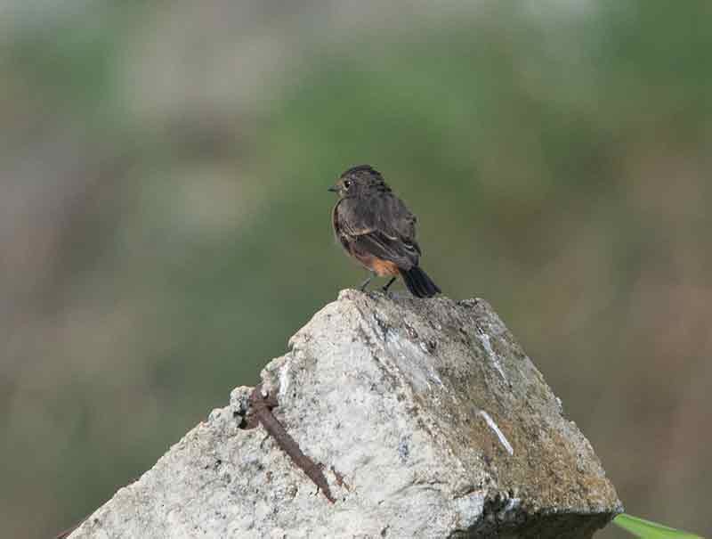 Pied Bushchat - Supriya Kulkarni