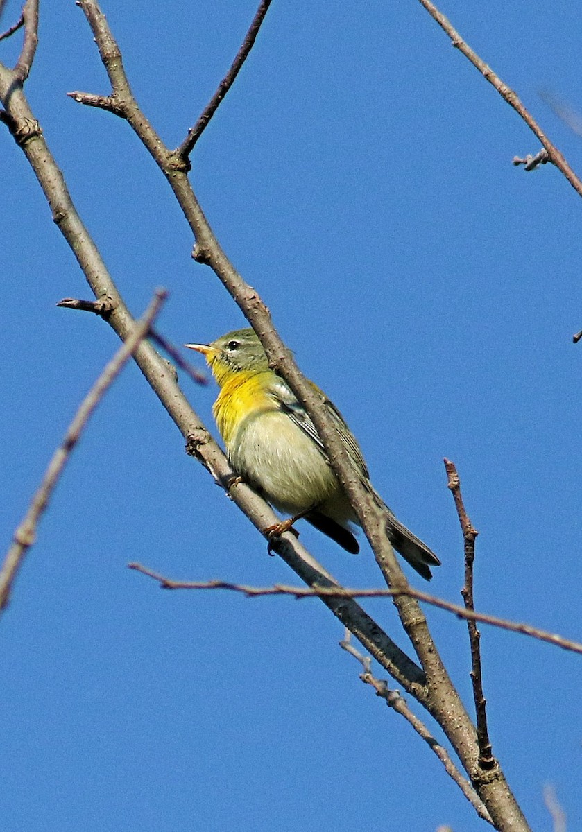 Northern Parula - ML623759599