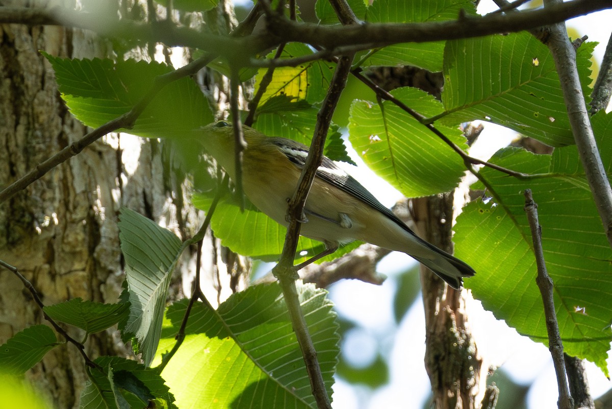 Bay-breasted Warbler - ML623759625