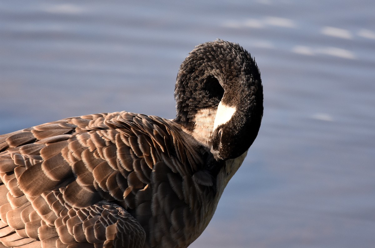 Canada Goose - ML623759627