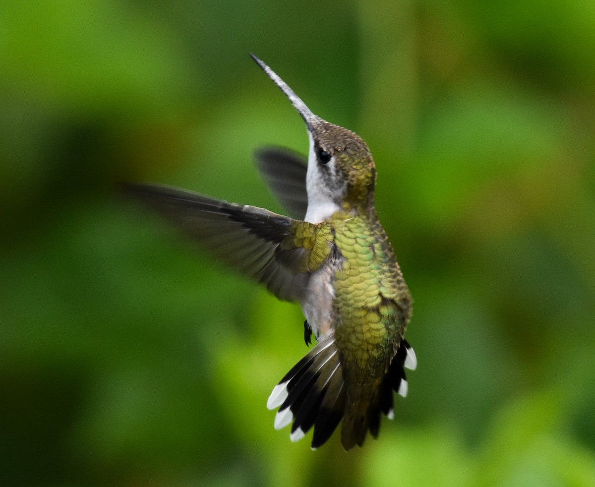 Ruby-throated Hummingbird - ML623759660