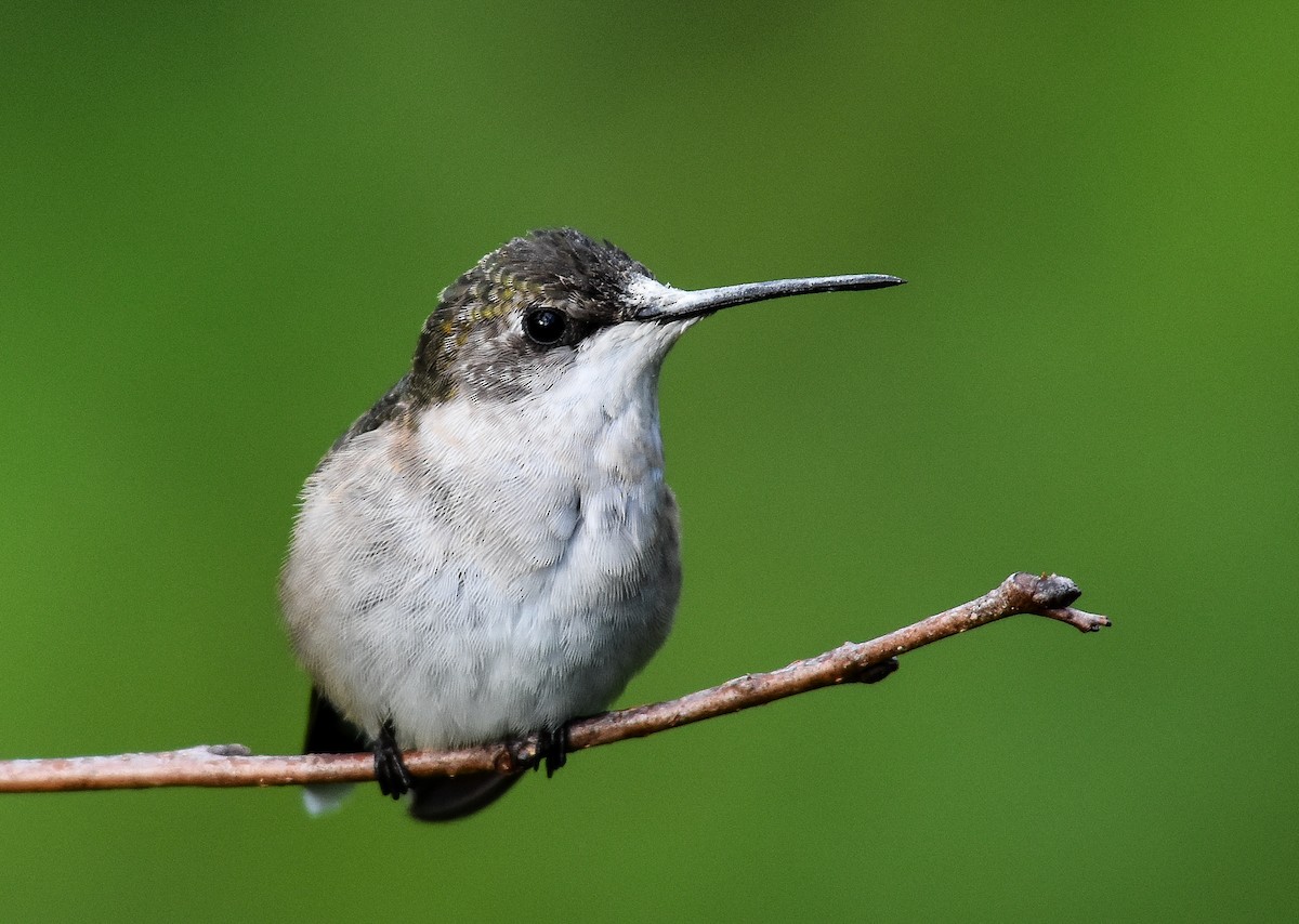 Ruby-throated Hummingbird - ML623759663