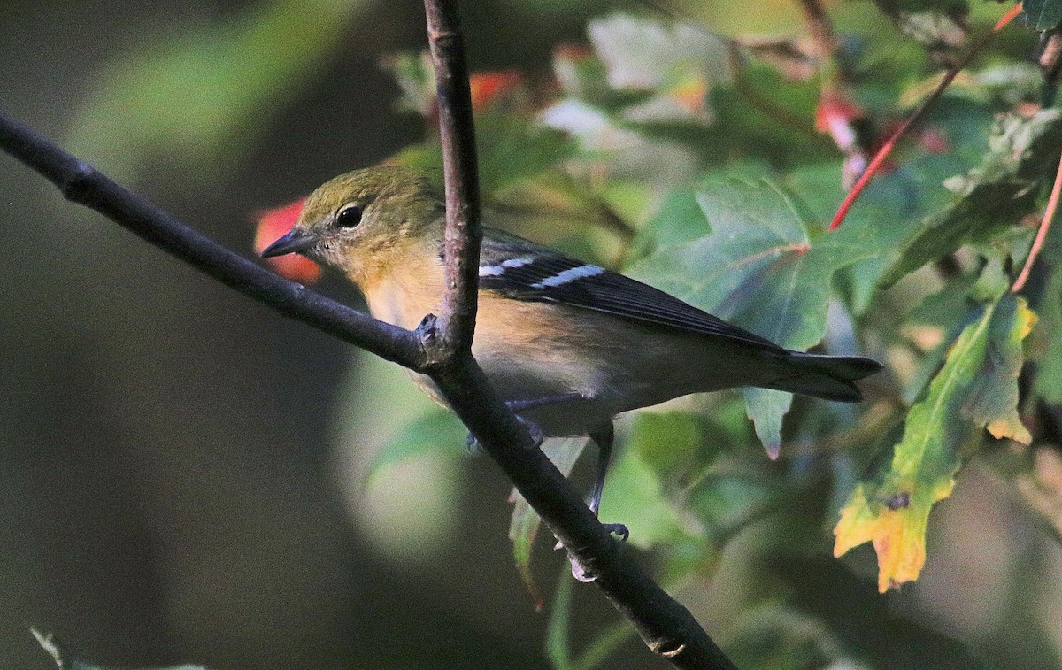 Bay-breasted Warbler - ML623759665