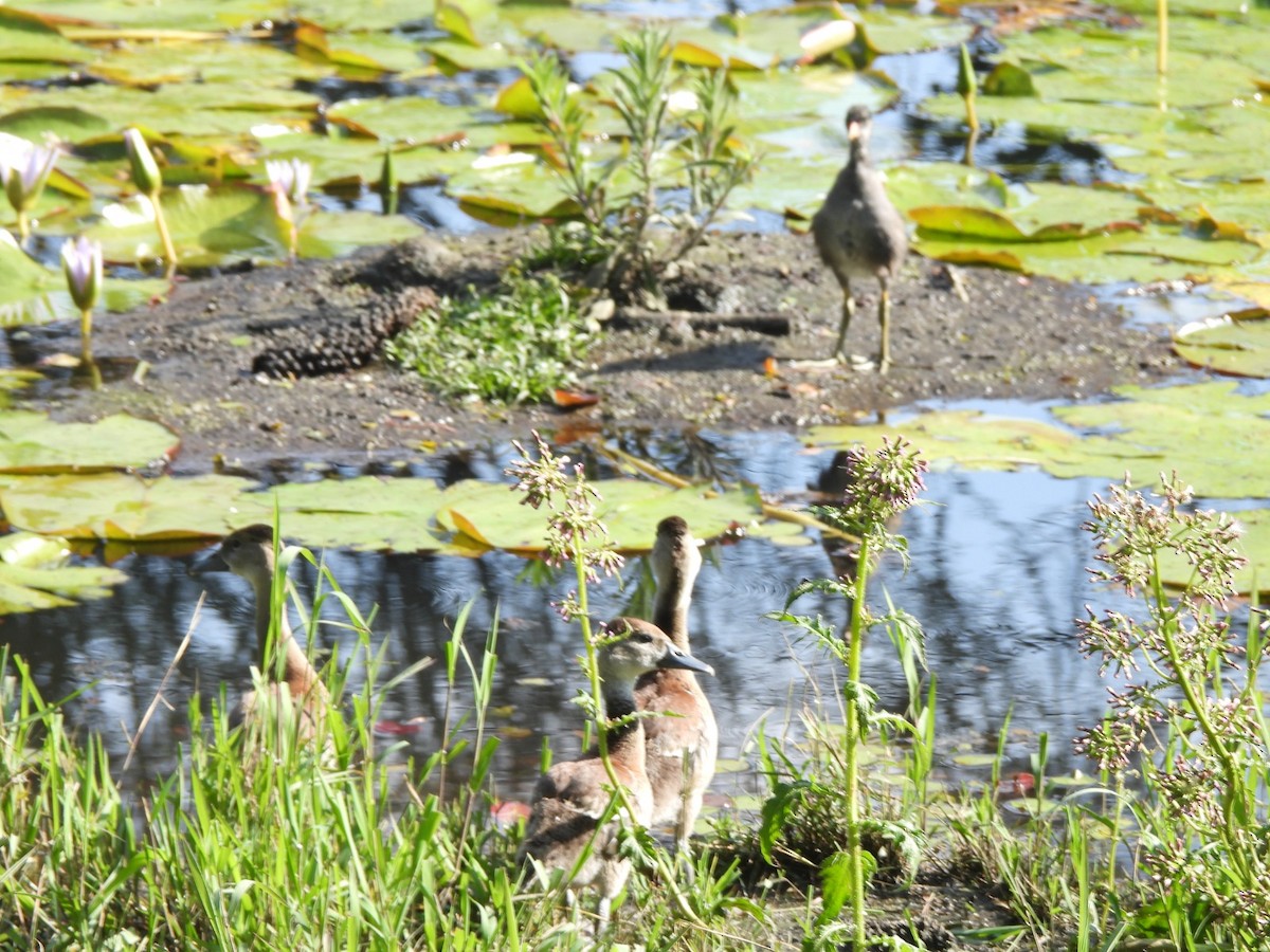 Black-bellied Whistling-Duck - ML623759666