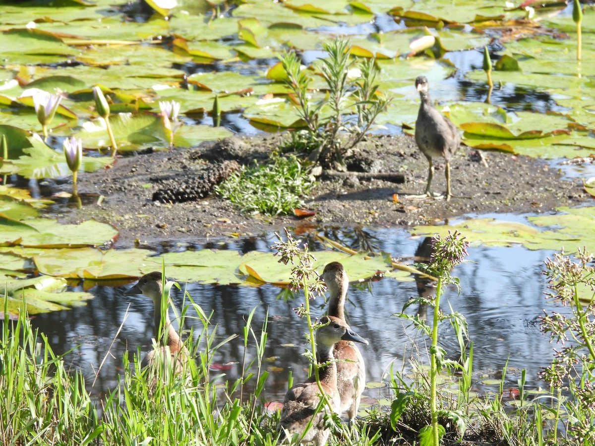 Black-bellied Whistling-Duck - ML623759667