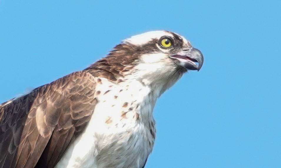 Osprey - ML623759695