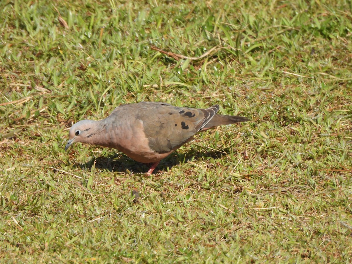 Eared Dove - ML623759699