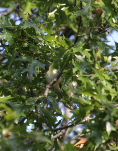 Warbling Vireo (Eastern) - ML623759701