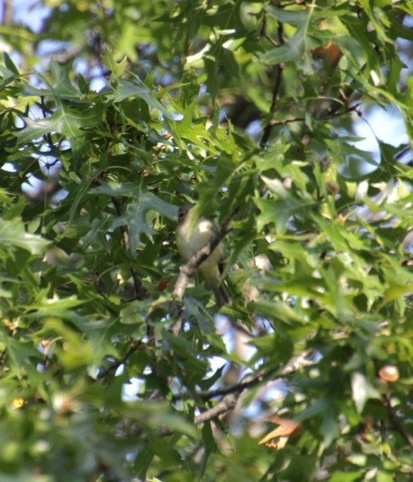 Warbling Vireo (Eastern) - ML623759702