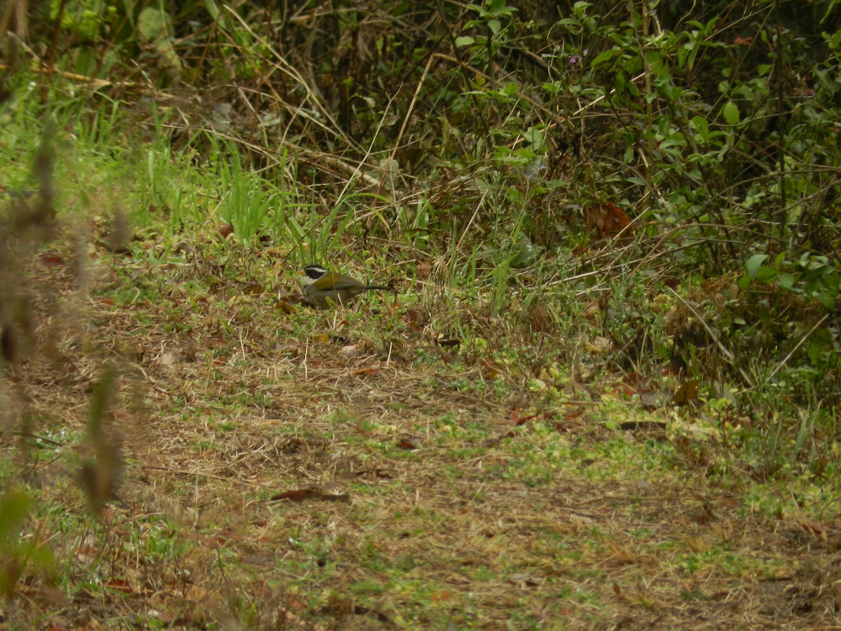 Moss-backed Sparrow - ML623759707