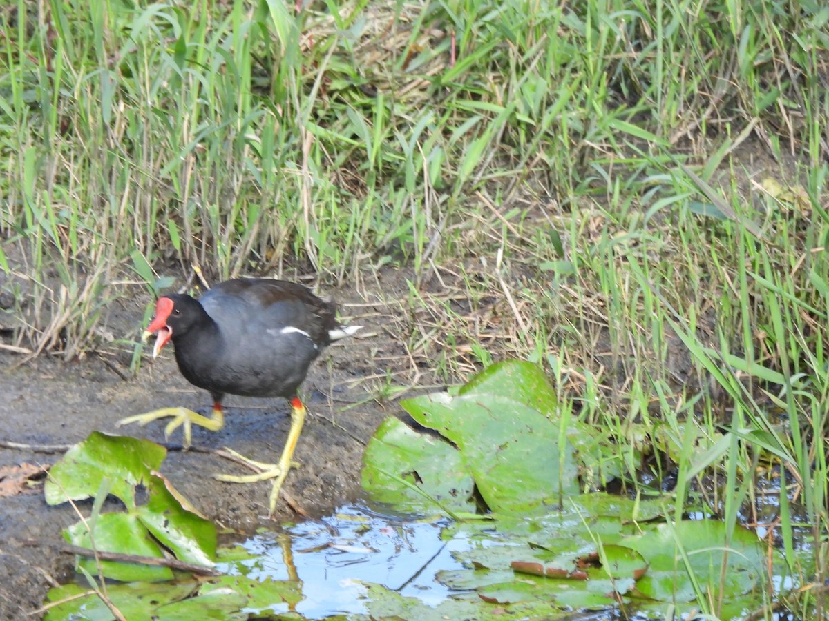 Common Gallinule - ML623759718