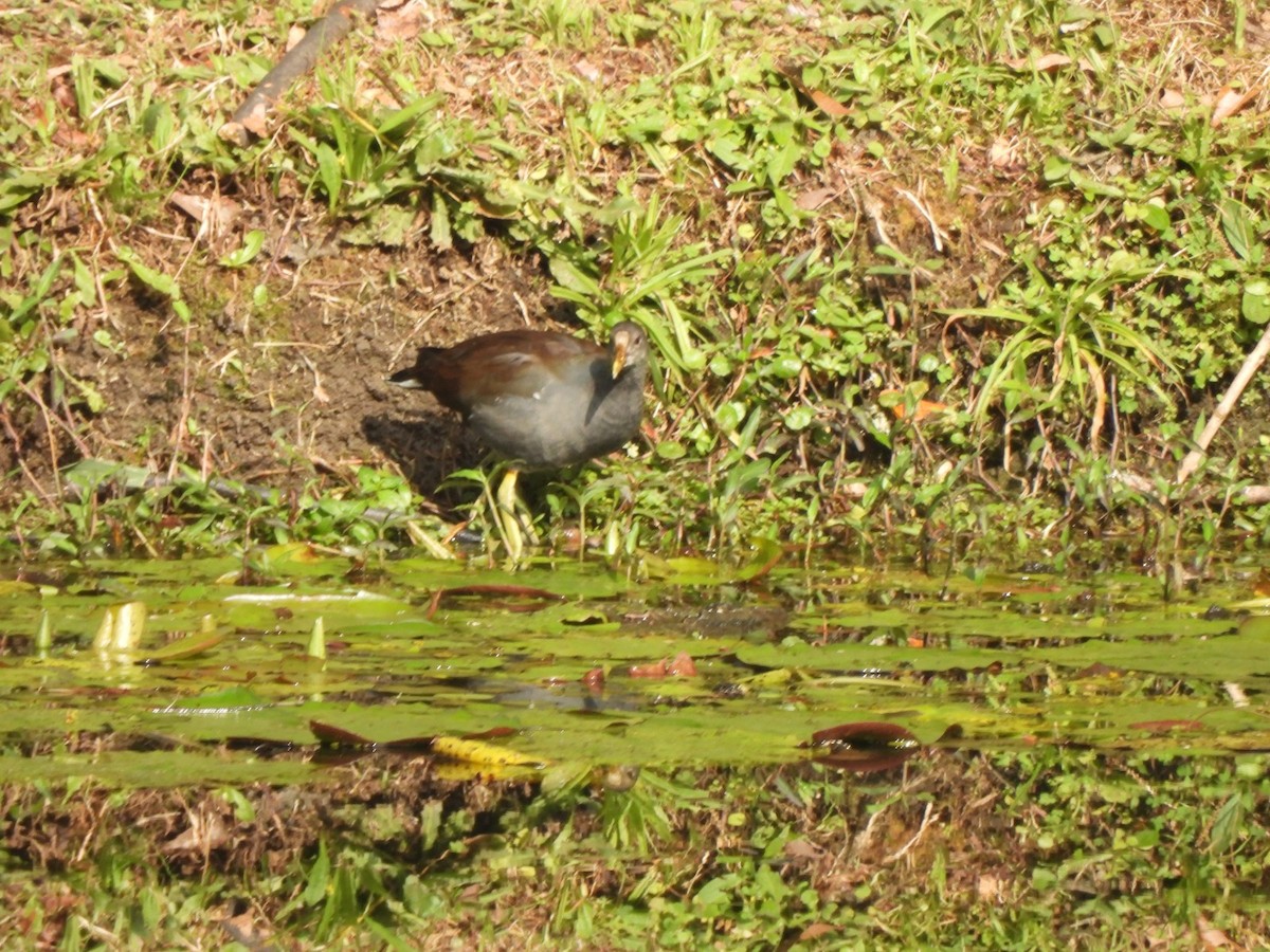 Common Gallinule - ML623759719