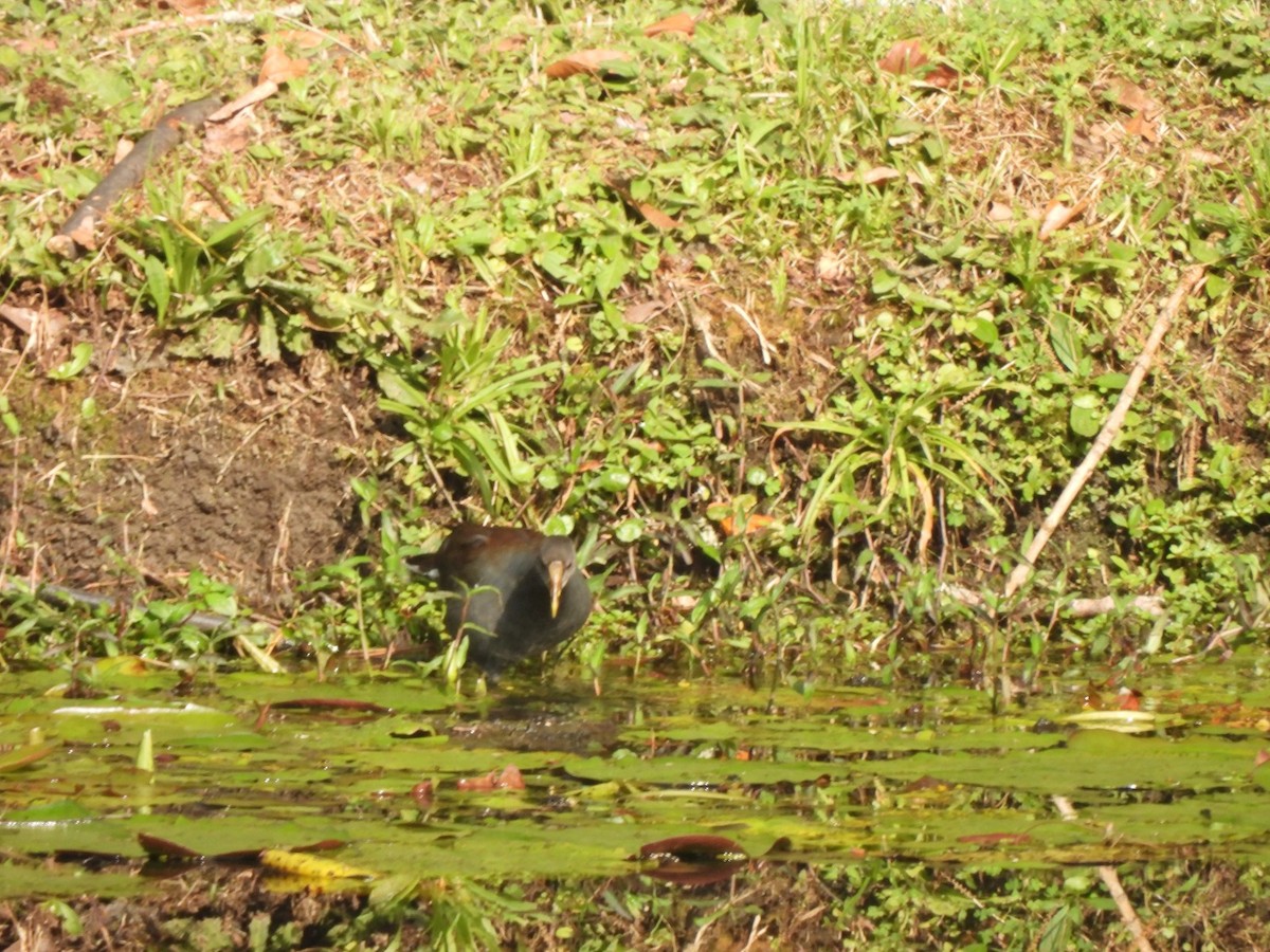 Common Gallinule - ML623759720