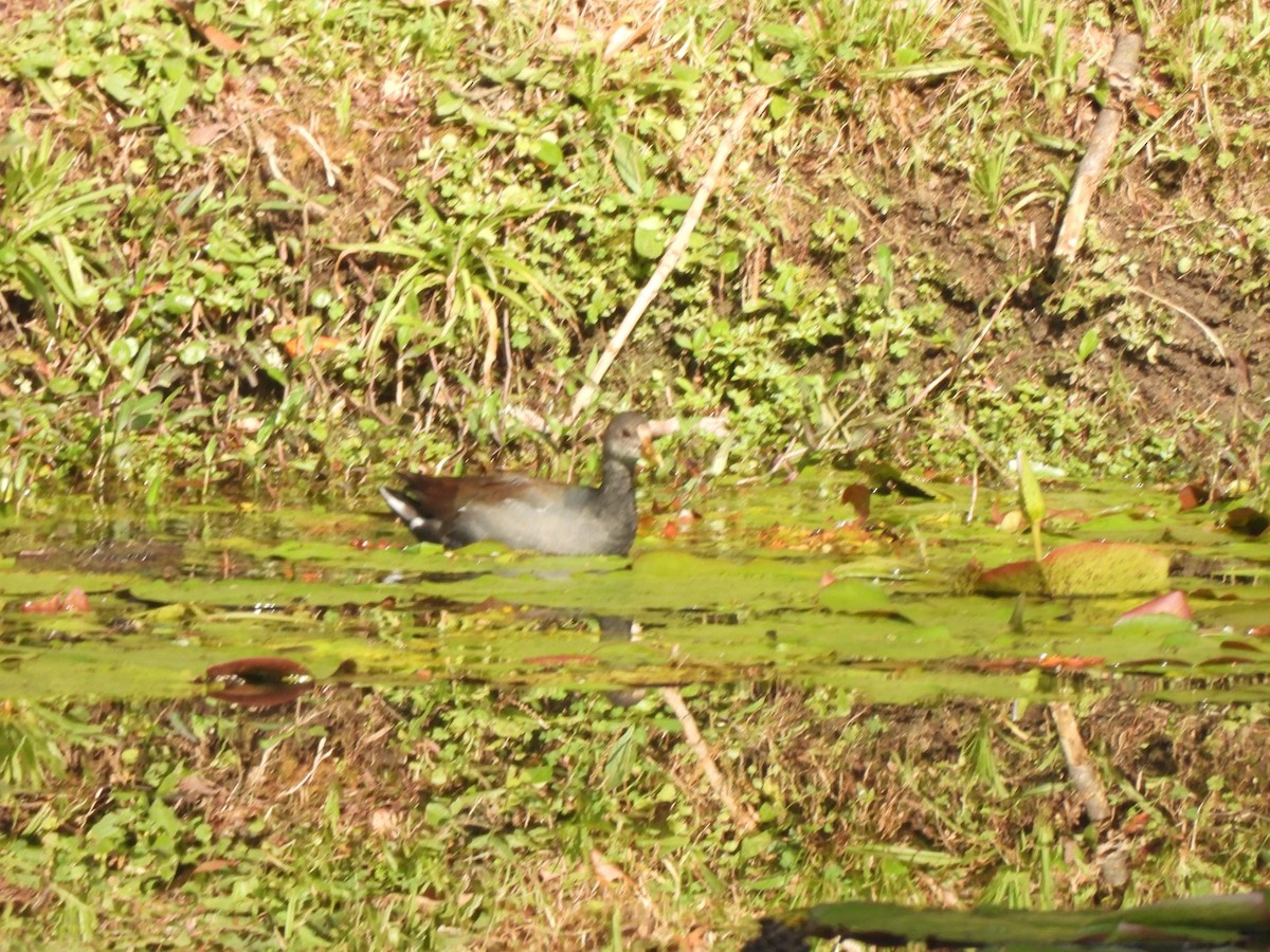 Common Gallinule - ML623759721