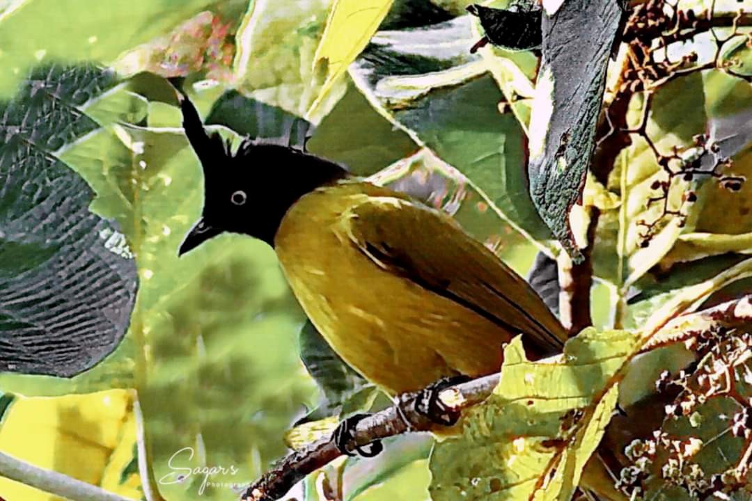 Bulbul à huppe noire - ML623759723