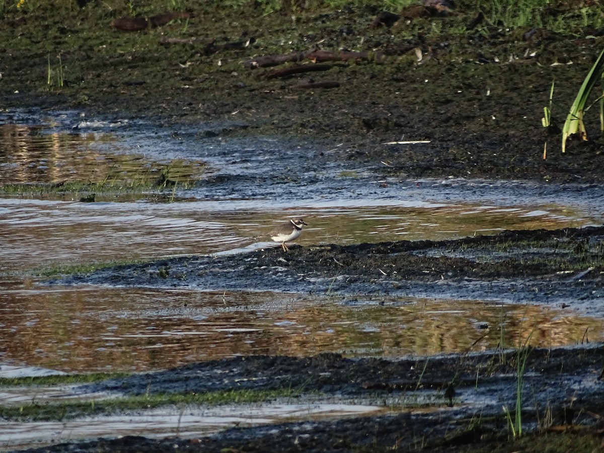 Semipalmated Plover - ML623759728