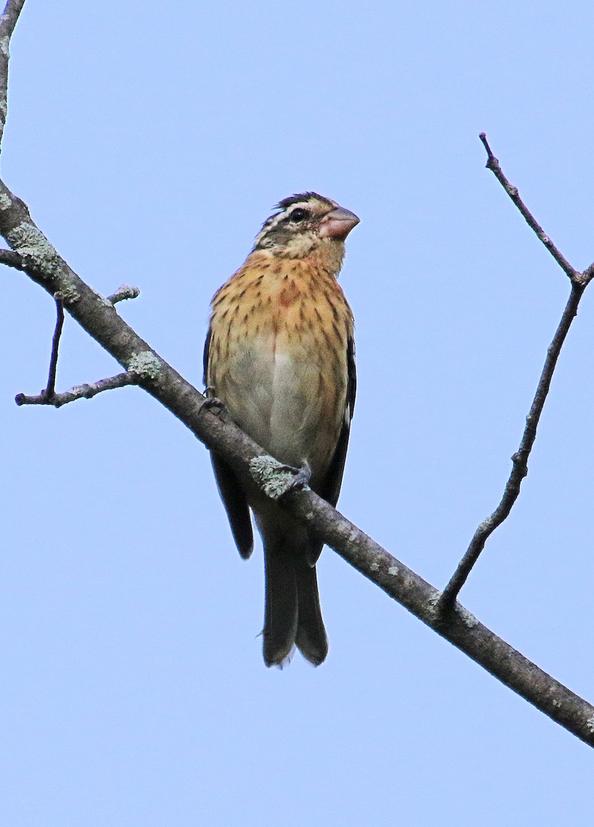 Rose-breasted Grosbeak - ML623759729