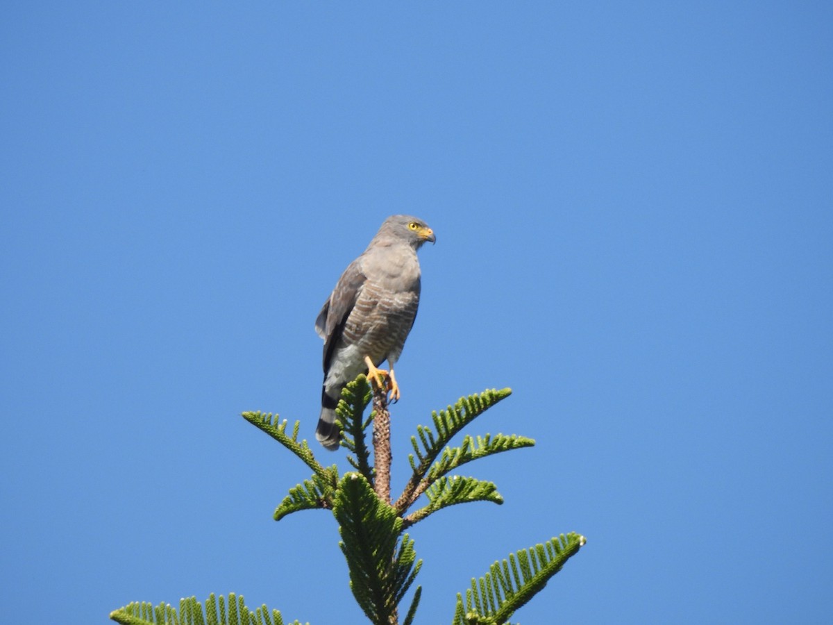 Roadside Hawk - ML623759752