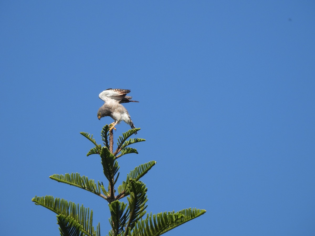 Roadside Hawk - ML623759753