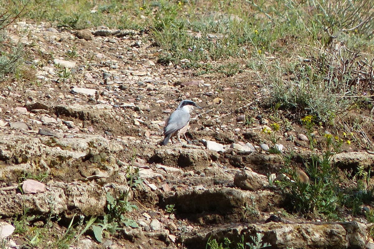 Eastern Rock Nuthatch - ML623759755