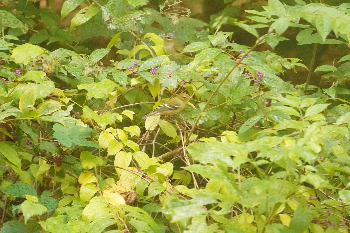 Bay-breasted Warbler - ML623759764