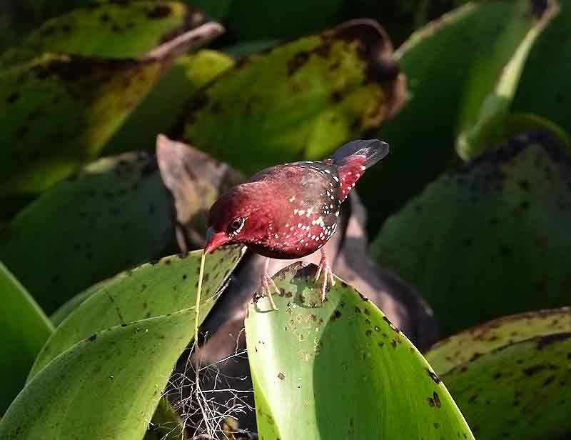 Red Avadavat - Supriya Kulkarni