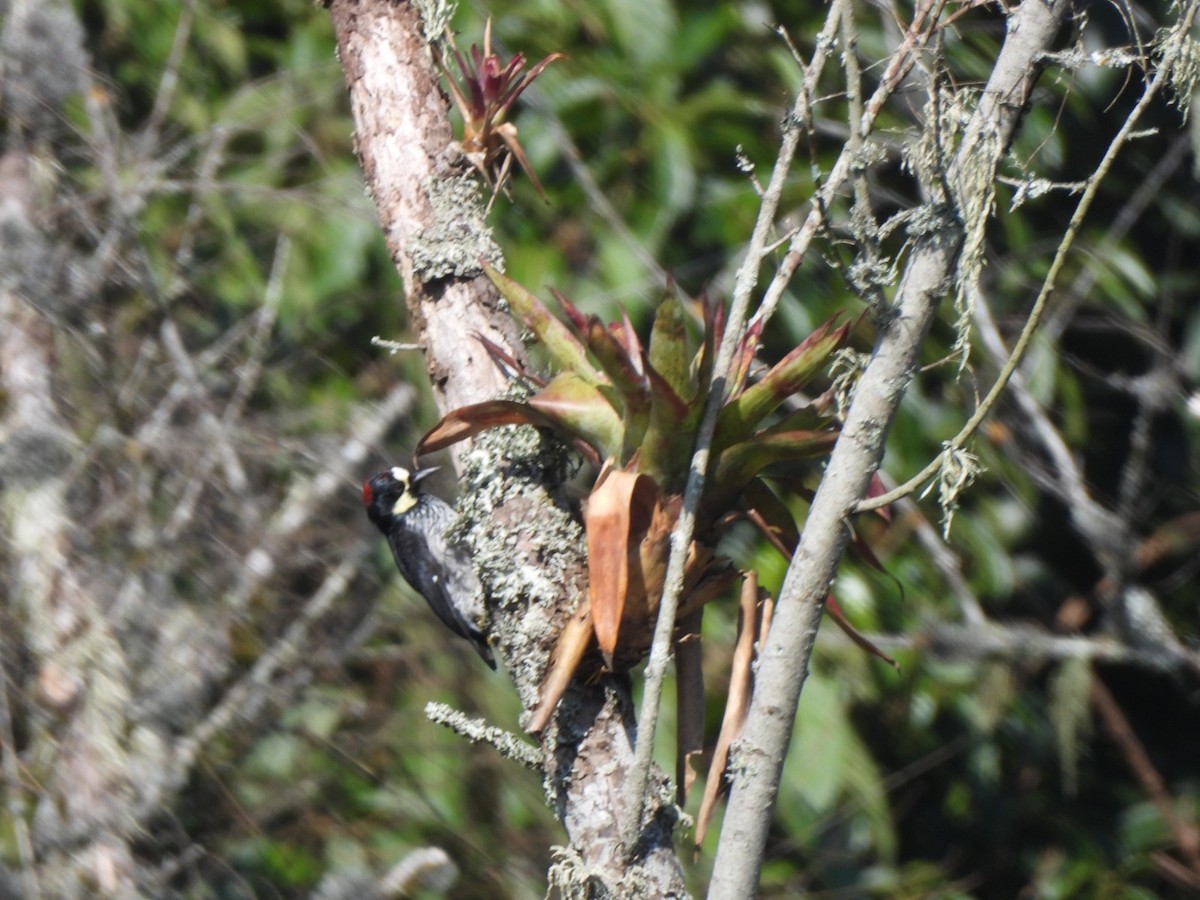 Acorn Woodpecker - ML623759787