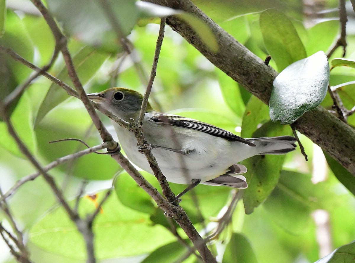 Chestnut-sided Warbler - ML623759809