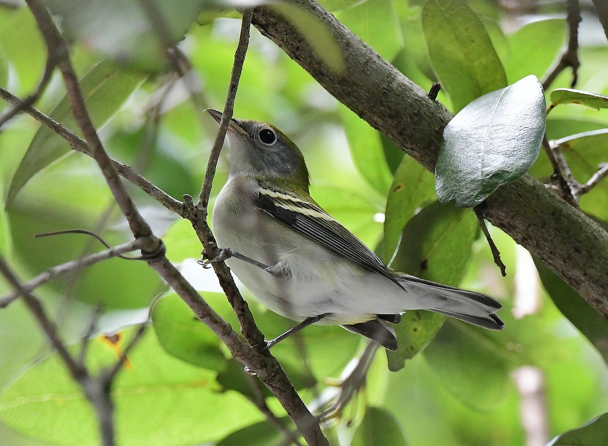 Chestnut-sided Warbler - ML623759810