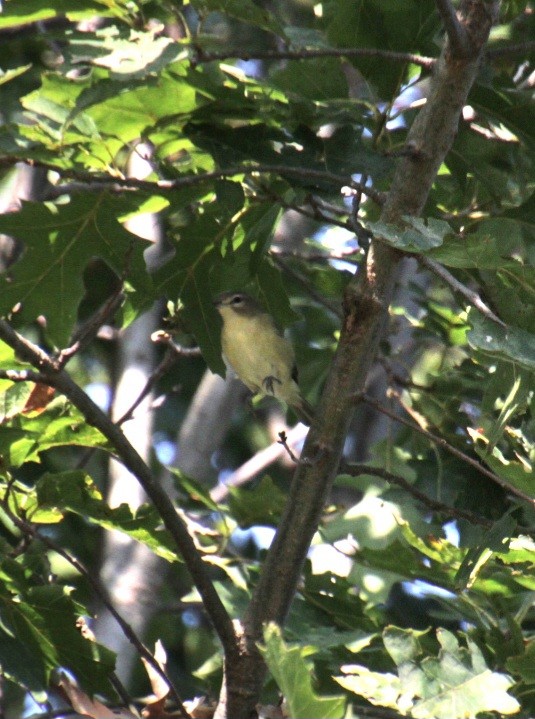 Warbling Vireo (Eastern) - ML623759815