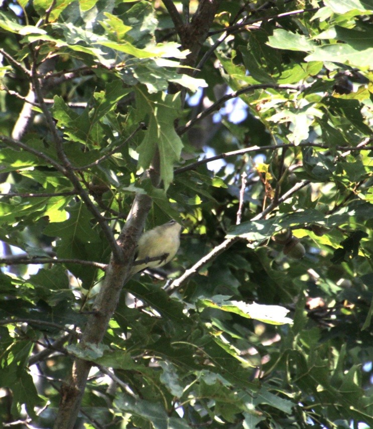 Warbling Vireo (Eastern) - ML623759816