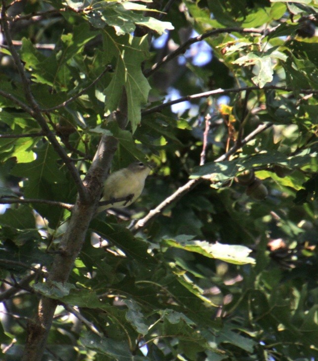 Warbling Vireo (Eastern) - ML623759817