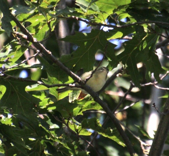 Warbling Vireo (Eastern) - ML623759818