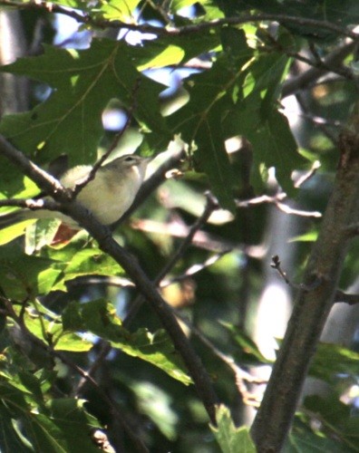 Warbling Vireo (Eastern) - ML623759819