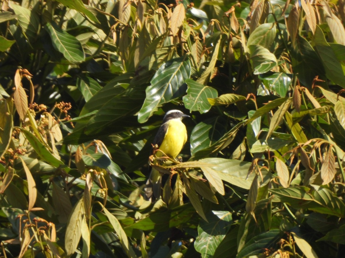 Rusty-margined Flycatcher - ML623759827