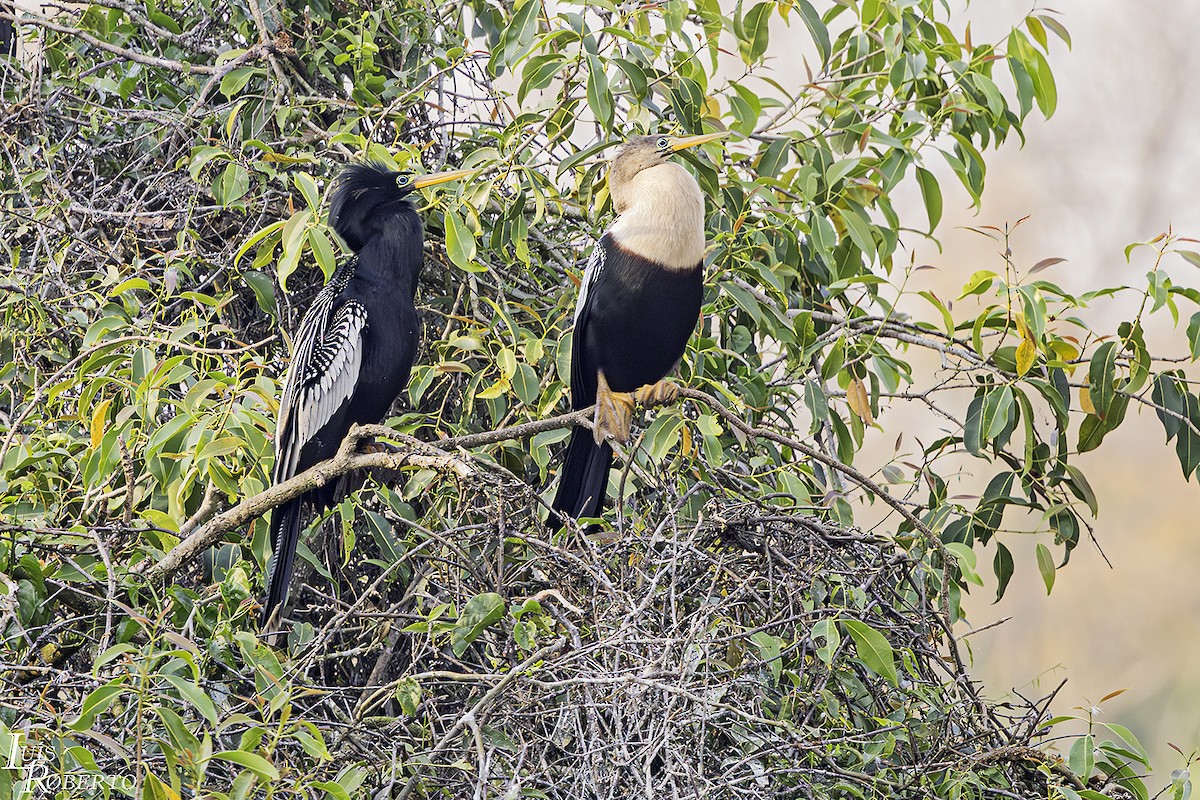 anhinga americká - ML623759841