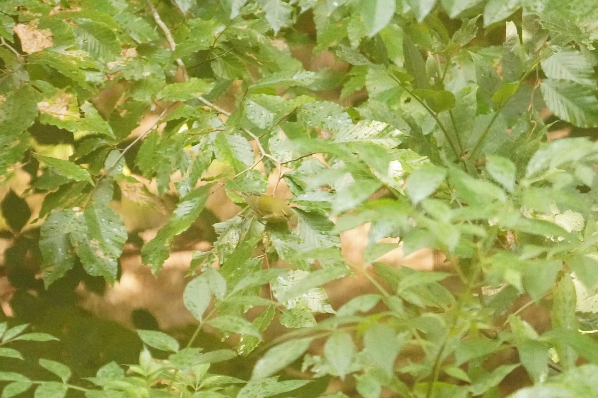 Tennessee Warbler - ML623759844